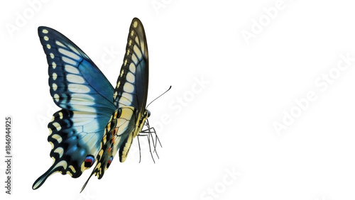 Photography Blue and yellow swallowtail butterfly isolated PNG, detailed insect with intrica