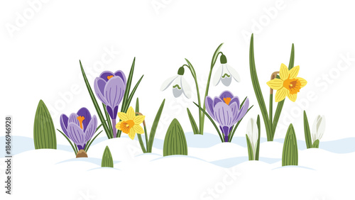 Early spring flowers bloom through the last patches of snow, signaling warmer days and the renewal of nature's beauty.