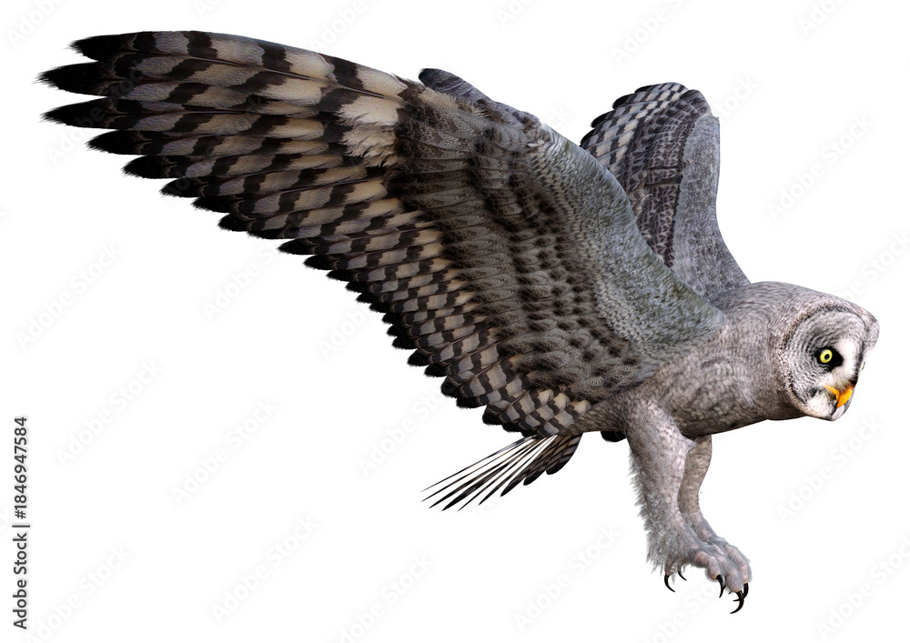 Fototapeta premium 3D Rendering Grey Owl on White