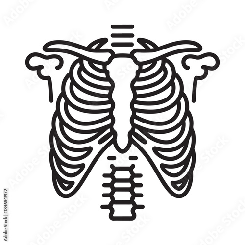 Detailed outline of a human ribcage and spine anatomy illustration