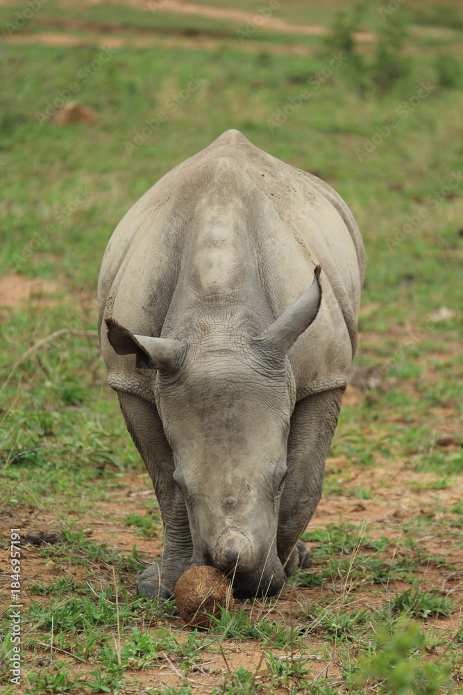 Fototapeta premium White Rhino (Ceratotherium Simum)