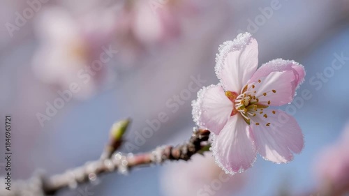 Delicate pink cherry blossom with frosty petals on branch