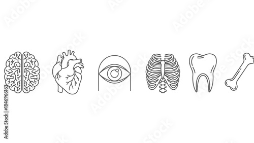 Collection of human internal organs and skeletal structures depicted in minimalist line art style, including brain, heart, eye, rib cage, tooth, and bone for biological illustrations