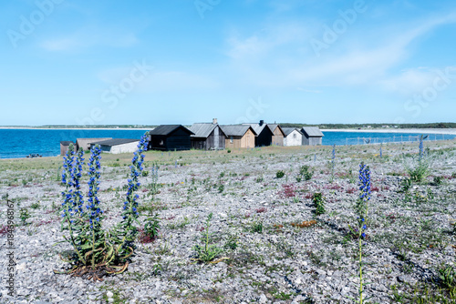 Helgurmannen fishing village on Fårö, Gotland,Swedenbaltic sea,fisherman,fishing hut,cabin,