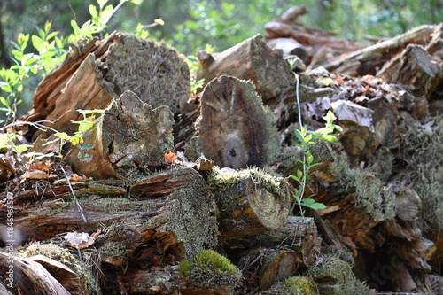 Tas de bois en forêt