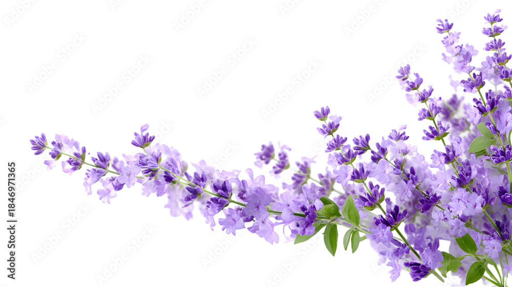 Naklejka premium Beautiful purple flowers on transparent background PNG