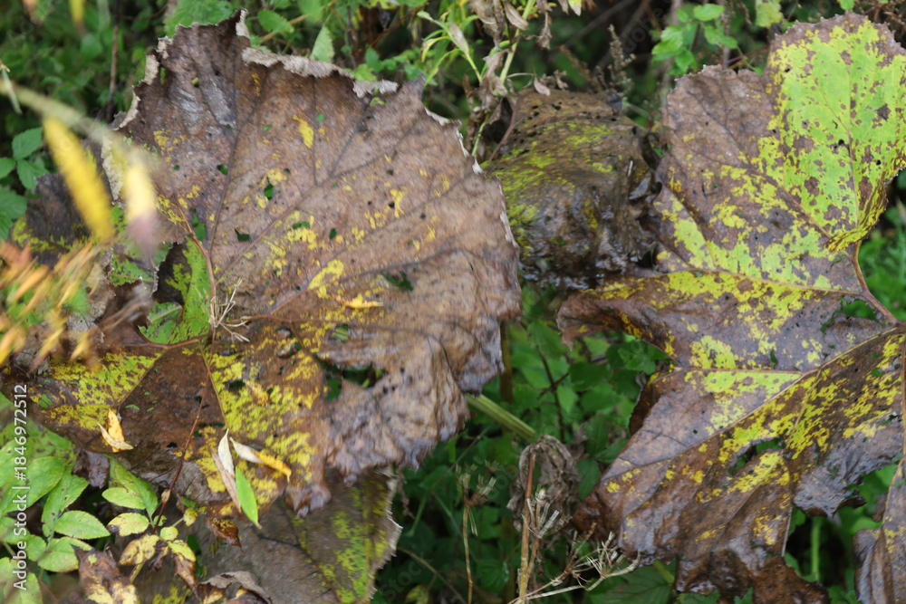 Fototapeta premium Large broad leaves are covered with brown spots and numerous holes due to natural withering against a background of dense green vegetation. The spotted texture and yellow-green patterns demonstrate th