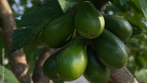 A close-up shot of unripe avocados hanging from a branch Stock Video