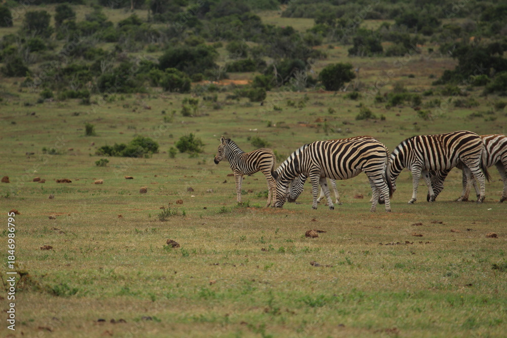 Fototapeta premium Burchell's Zebra (Equus Quagga Burchellii)