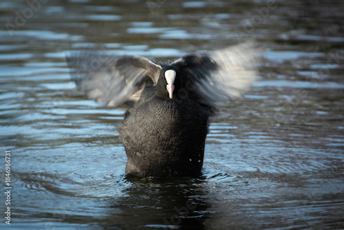 A frontal portrait of an adult eurasian coot (Fulica atra) shaking water from its wings after a swim.