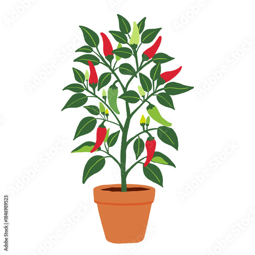 Chili Pepper Plant Growing in Soil, Flat Botanical