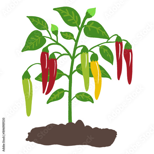 Chili Pepper Plant Growing in Soil, Flat Botanical