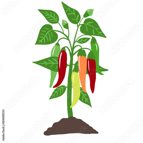 Chili Pepper Plant Growing in Soil, Flat Botanical