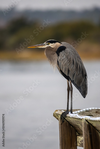 Great Blue Heron on Boardwalk
