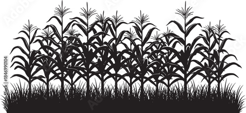 Silhouette of a corn field with tall stalks and tassels against a
