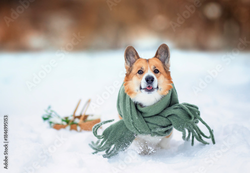 A corgi dog in a warm scarf sitting in a winter garden with a basket of snowd...