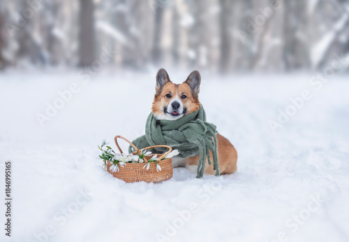 A corgi dog in a warm scarf sitting in a winter garden with a basket of snowd...