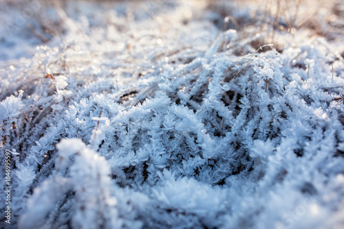 Natural scenery with dry grass covered with blue shiny hoarfrost crystals on ...