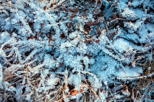 Nature background with texture of dry grass and foliage covered with blue shi...
