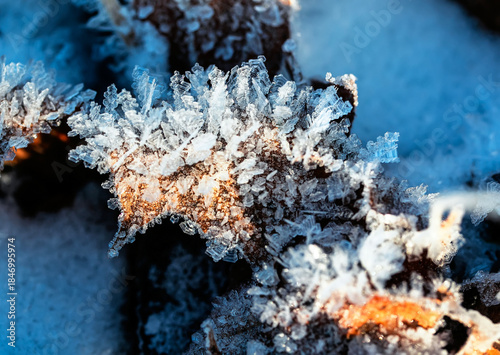Nature background with foliage covered with blue shiny hoarfrost crystals on ...