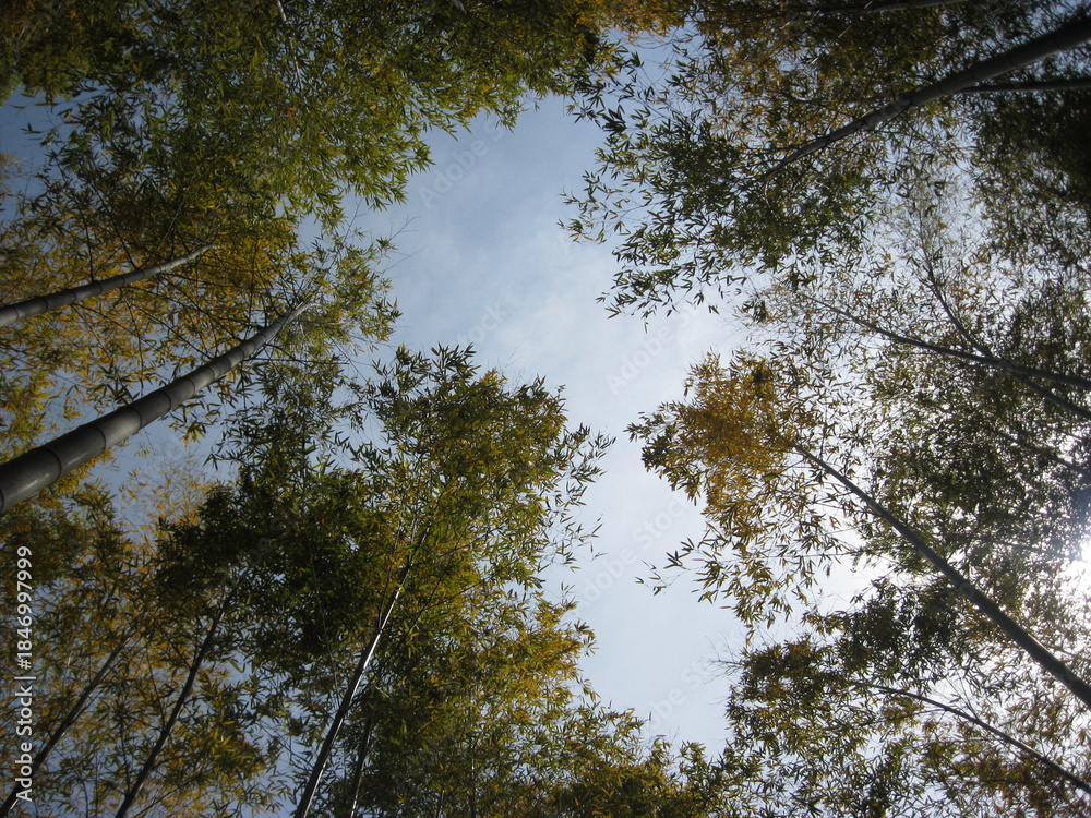 Fototapeta premium Looking Up at Bamboo Tree Canopy Against Blue Sky
