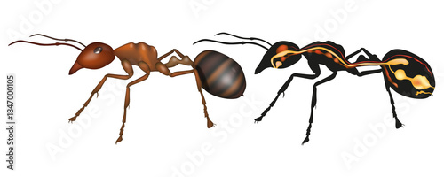 Ant Anatomy Structure with External and Internal Systems Illustration. Detailed Ant Body Anatomy with Digestive and Nervous System Diagram