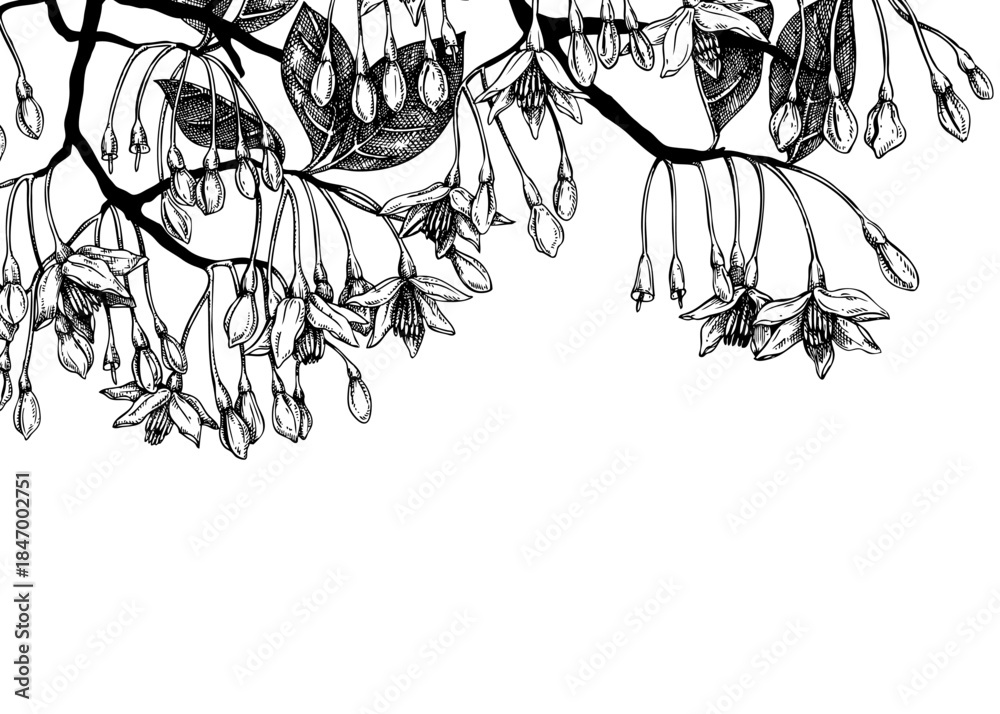 Obraz premium Styrax hand drawn vector illustration. Japanese snowball plant with blooming flowers sketch. Flotal background design. NOT AI generated