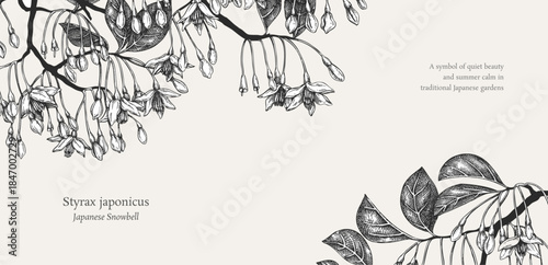 Styrax hand drawn vector illustration. Japanese snowball plant with blooming flowers sketch. Flotal background design. NOT AI generated