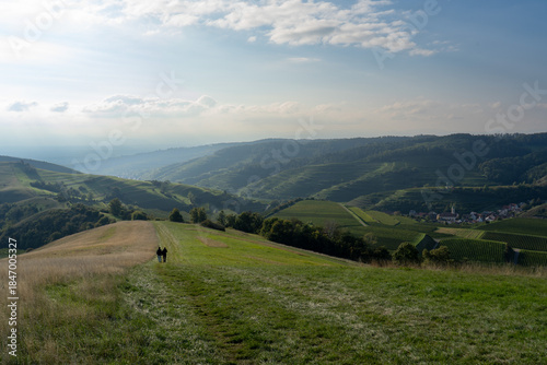 kaiserstuhl mountain landscape in the summer 