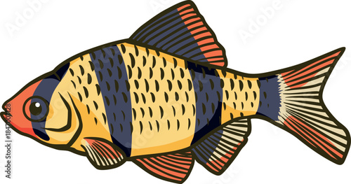 Colorful Barb (Cyprinidae) Illustration 2