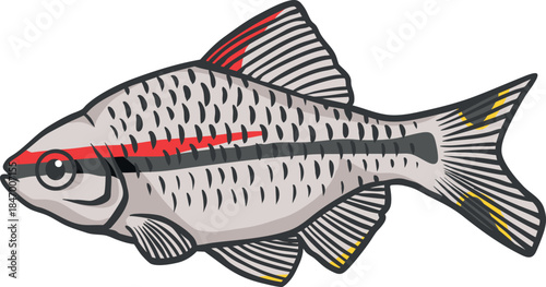 Colorful Barb (Cyprinidae) Illustration 1