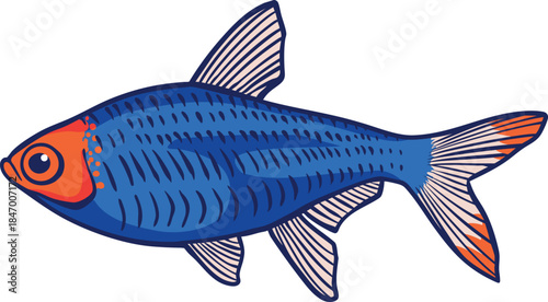 Colorful Tetra (Characidae) Illustration 2