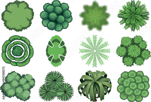 Variety of green leafy vegetables and foliage illustrations