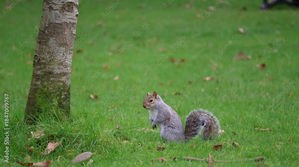 Fototapeta premium squirrel on the grass