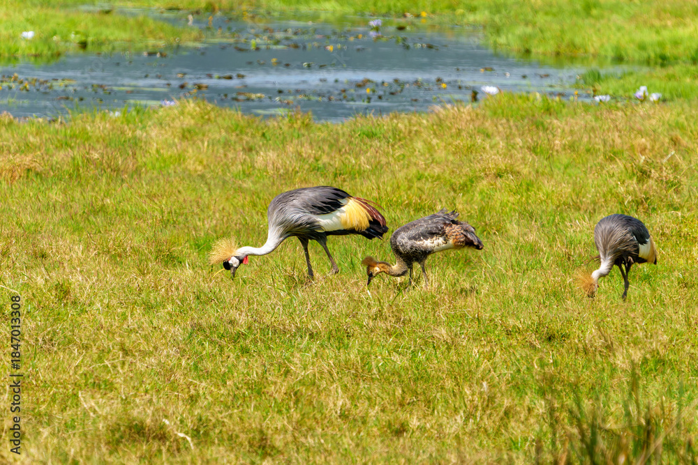 Fototapeta premium Gray crowned crane or Balearica regulorum with two adults and juvenile offspring family foraging in field