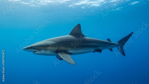 Wallpaper Mural A powerful shark swims gracefully through the deep blue ocean waters, showcasing its majestic presence in its natural habitat. Torontodigital.ca