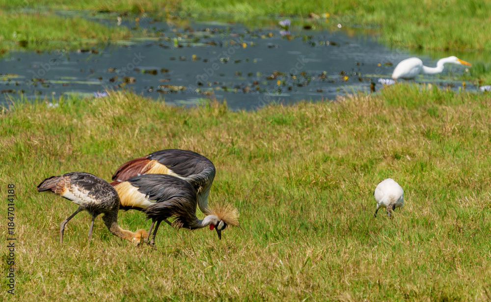 Obraz premium Gray crowned crane or Balearica regulorum with juvenile offspring family foraging in field