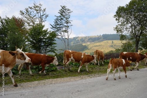 a herd of cows on the road
