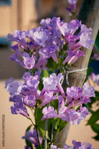 vibrant pink-lilac hued floral clusters in garlic vine (Mansoa alliacea) plant, a tropical, ornamental flowering vine native to South America. The leaves of this vine smell like garlic when crushed.