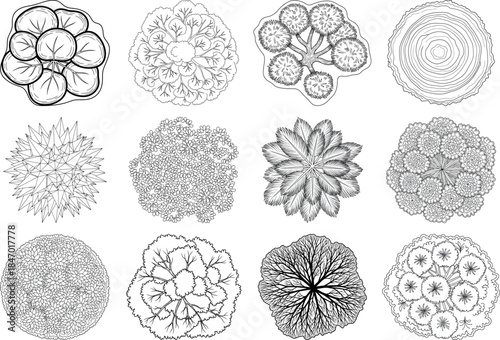 Botanical illustrations of various plant cells and tissues