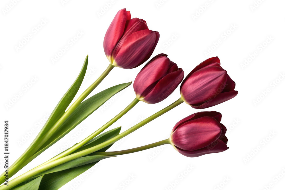 Fototapeta premium Four red tulips isolated on transparent background