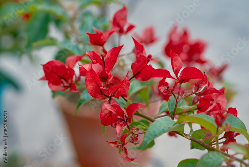 Beautiful red blooms of bougainvillea ruby red in a rooftop garden. Bougainvillea is popular low maintenance ornamental vine, its vibrant flowers bloom vigorously during summer.