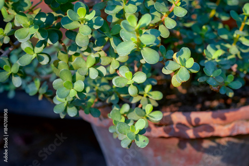 fleshy, teardrop-shaped leaves of Dwarf Jade Plant (or Elephant Bush), a popular succulent admired for its miniature tree-like appearance and ease of care.