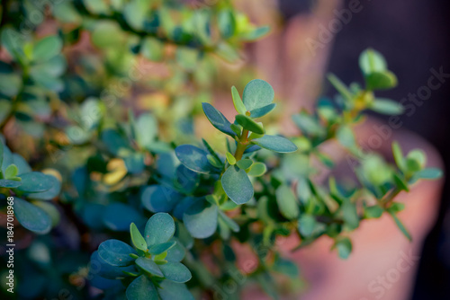 fleshy, teardrop-shaped leaves of Dwarf Jade Plant (or Elephant Bush), a popular succulent admired for its miniature tree-like appearance and ease of care.