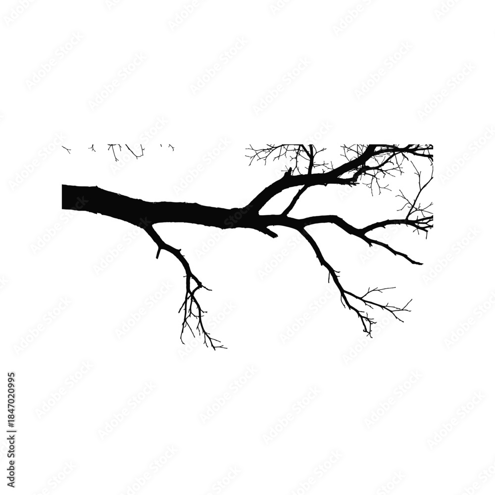 Fototapeta premium Silhouette of bare tree branches reaching out against a stark white background