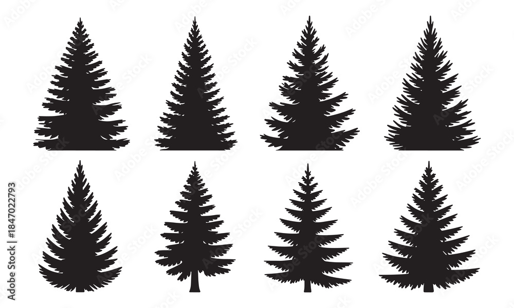 Fototapeta premium Silhouettes of evergreen trees in a forest setting