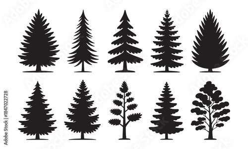 Silhouettes of evergreen trees in a forest setting