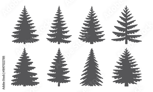 Silhouettes of evergreen trees in a forest setting