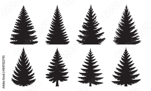 Silhouettes of evergreen trees in a forest setting