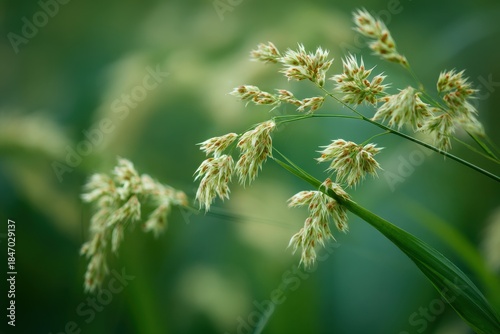 Fototapeta Naklejka Na Ścianę i Meble -  Vibrant Nutsedge: A Green Competitor in Summer Fields and Lawns